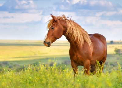 Pferd auf grün-gelben Feld unter blauem Himmel