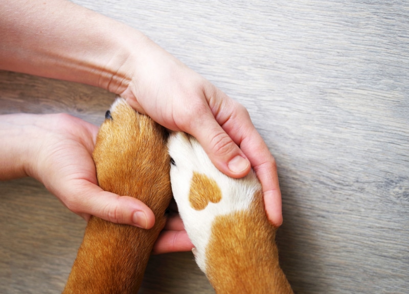 Hand hält Hundepfote