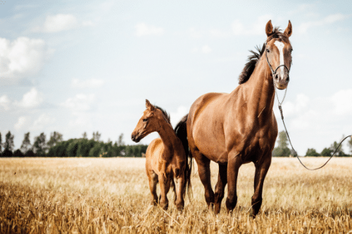 Pferd mit Fohlen auf Getreidefeld